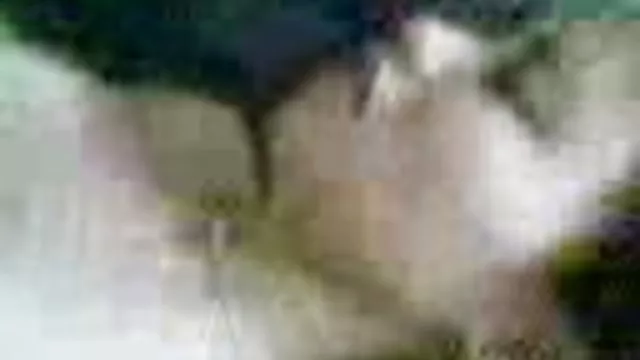 دعارة أي تسجيل شرسة جرو. اجمل سيكس عربي